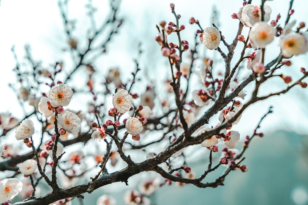 selective focus photography of white cherry blossom