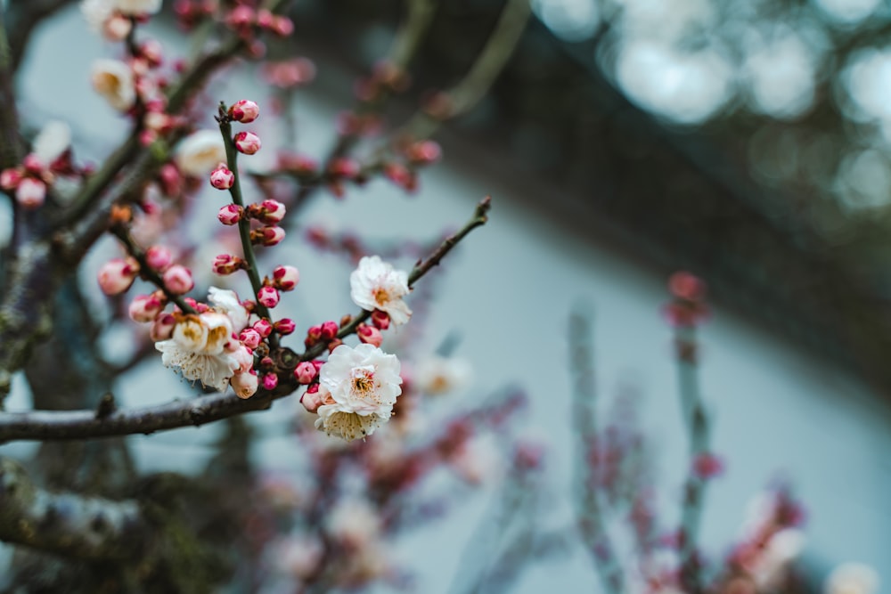 selective focus photography of cherry blossom