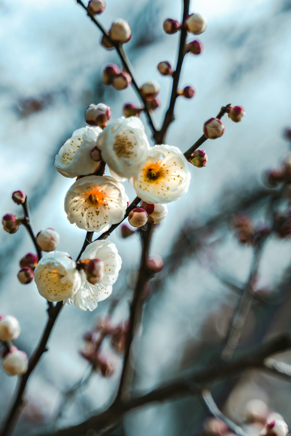 selective focus photography of white petaled flower