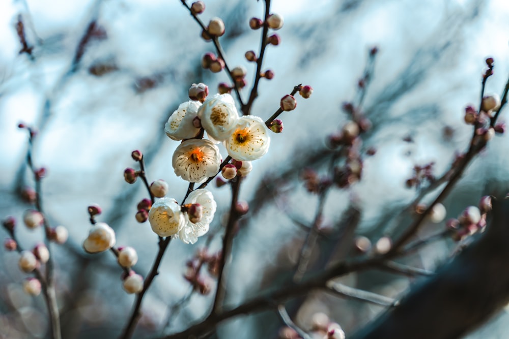 close-up photography of white-petaled flowers