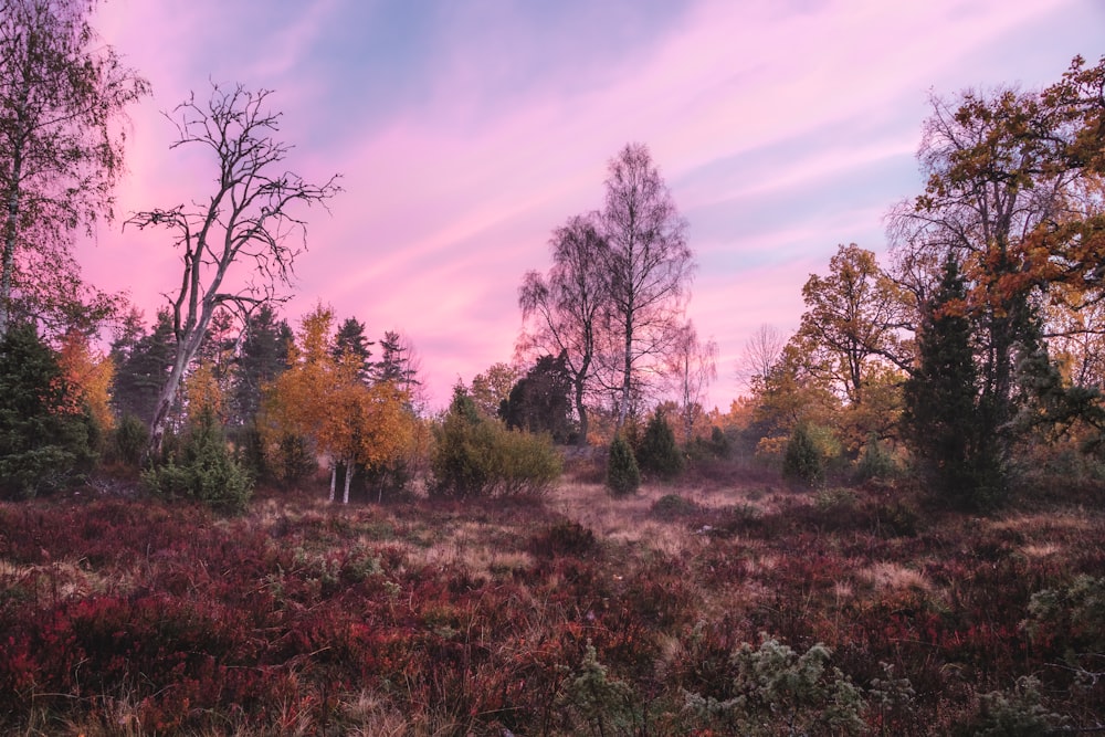 brown and purple leafed trees and plants