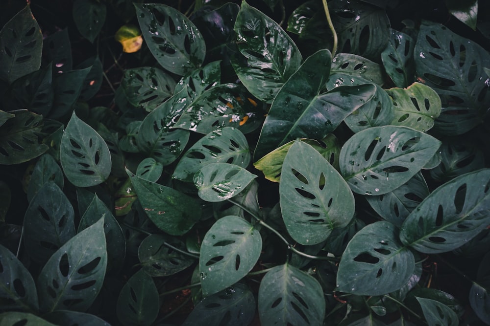 planta de folha verde