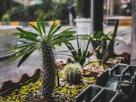 A small but beautifully arranged garden corner with succulents and potted plants in a Taif home.
