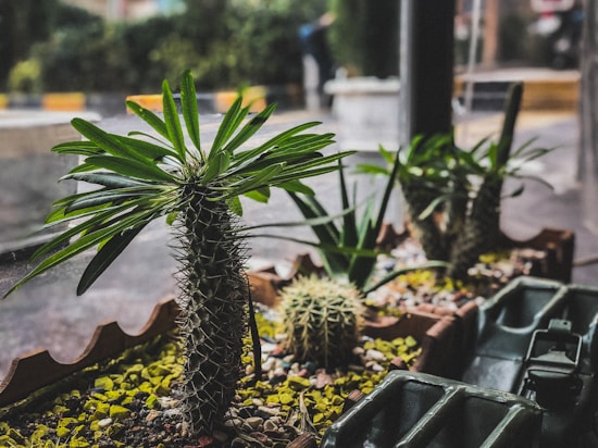 A small garden arrangement is composed of various succulents and cacti, including a large leafy plant with spiky stalks and a round cactus with prominent spines. They are planted in a rectangular terracotta pot filled with small pebbles and green moss.
