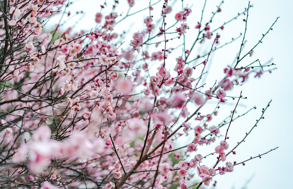 pink cherry blossom at daytime