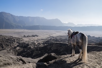white horse standing on cliff