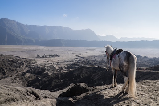 white horse standing on cliff