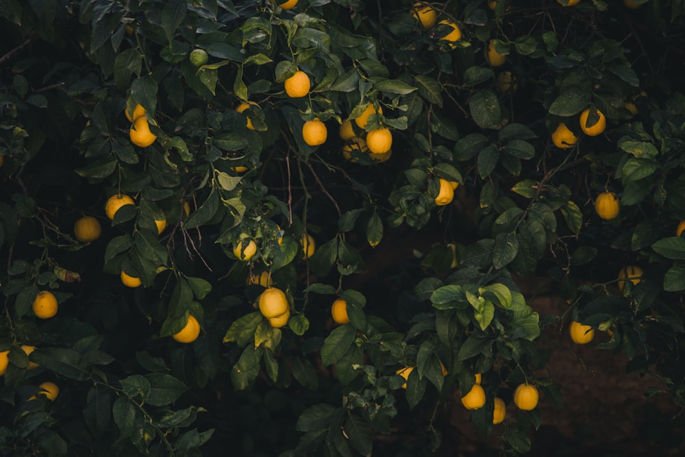 나무에 노란 과일