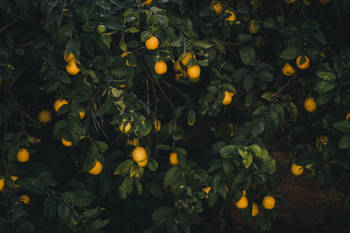Lemon trees and growth