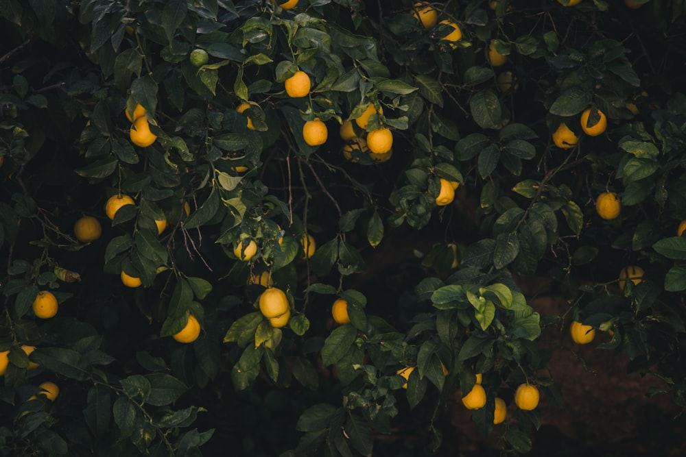 yellow fruits on tree