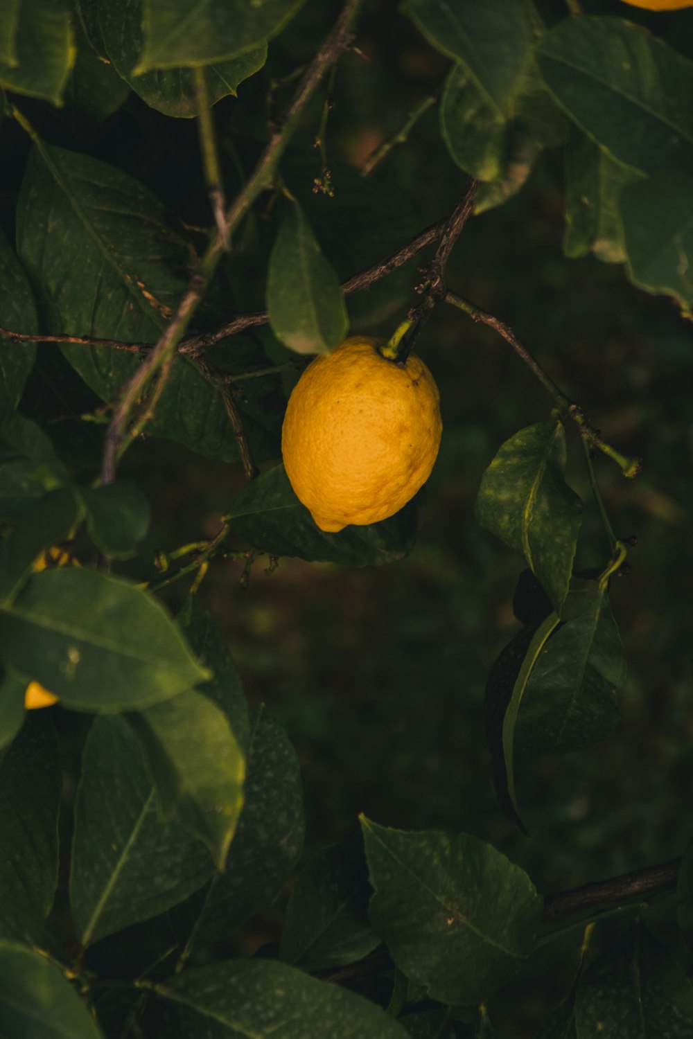 yellow lemon plant