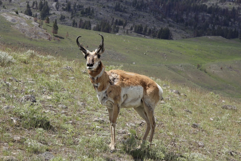 brown and white deer on green grass field during daytime