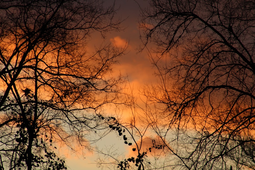 silhouette of trees