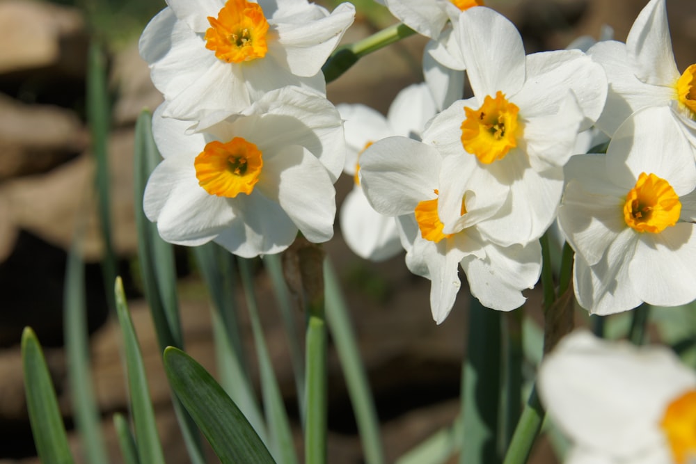 selective focus photography of white petaled flower