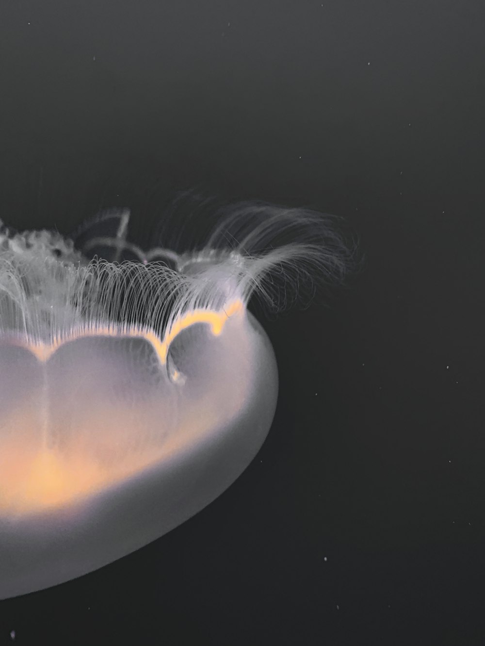 una medusa blanca flotando sobre una superficie negra