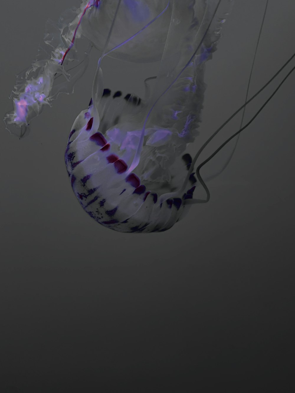 white and purple floating jelly fish