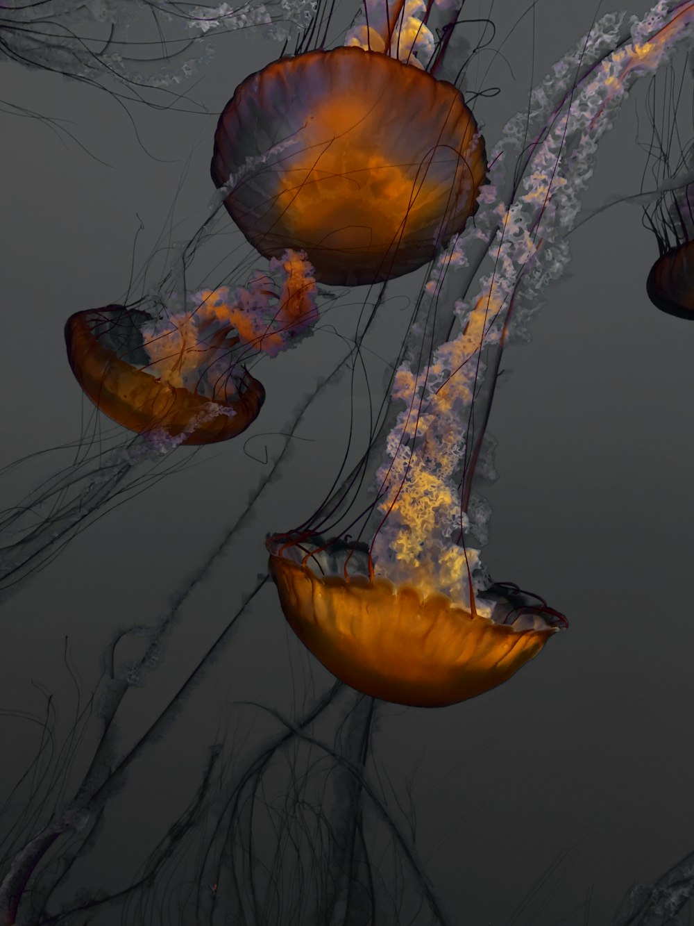 illustration de méduse