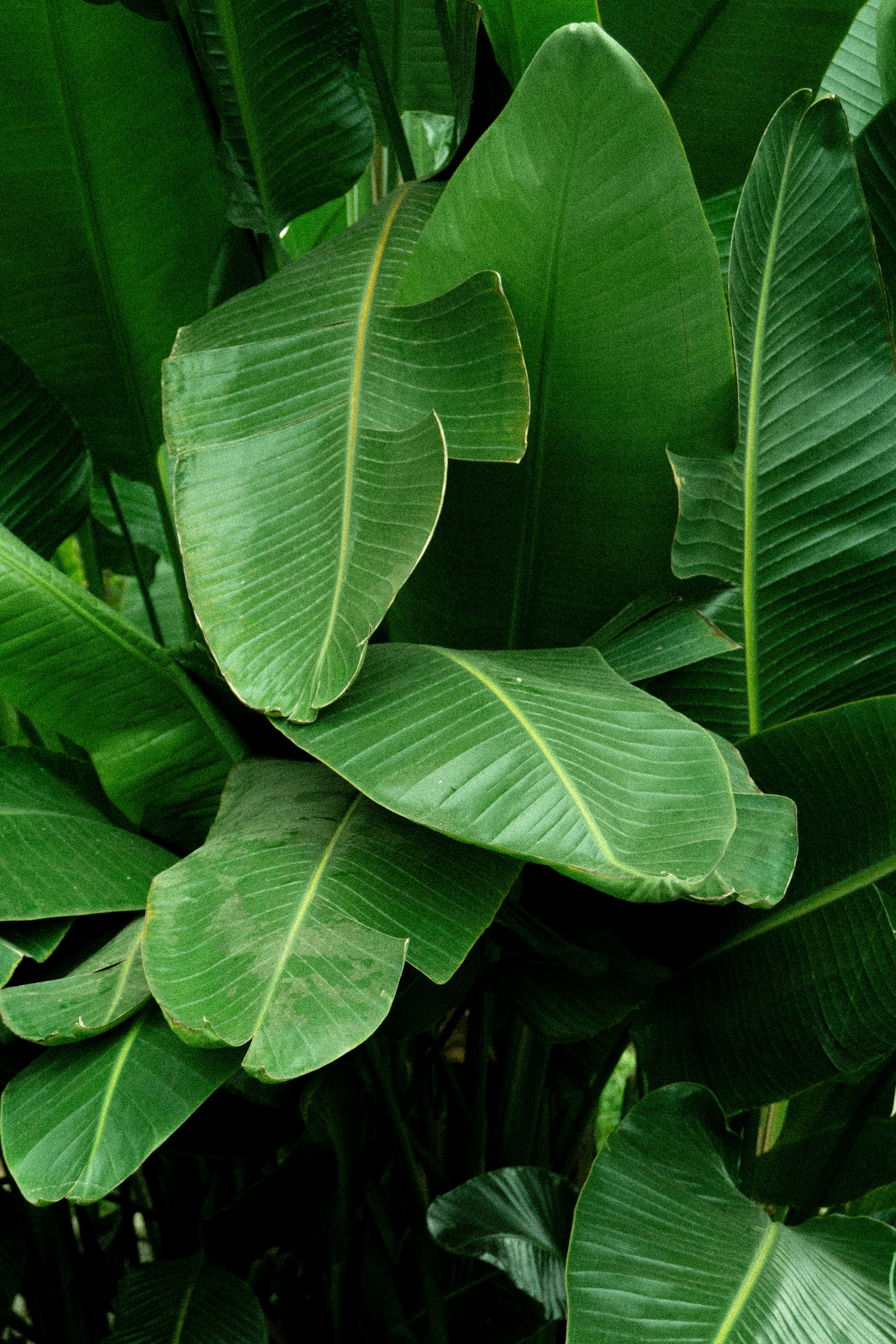 Banana Leaf Pictures [HD] Download Free Images on Unsplash