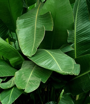 green leafy plant