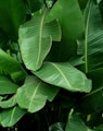 green leafy plant