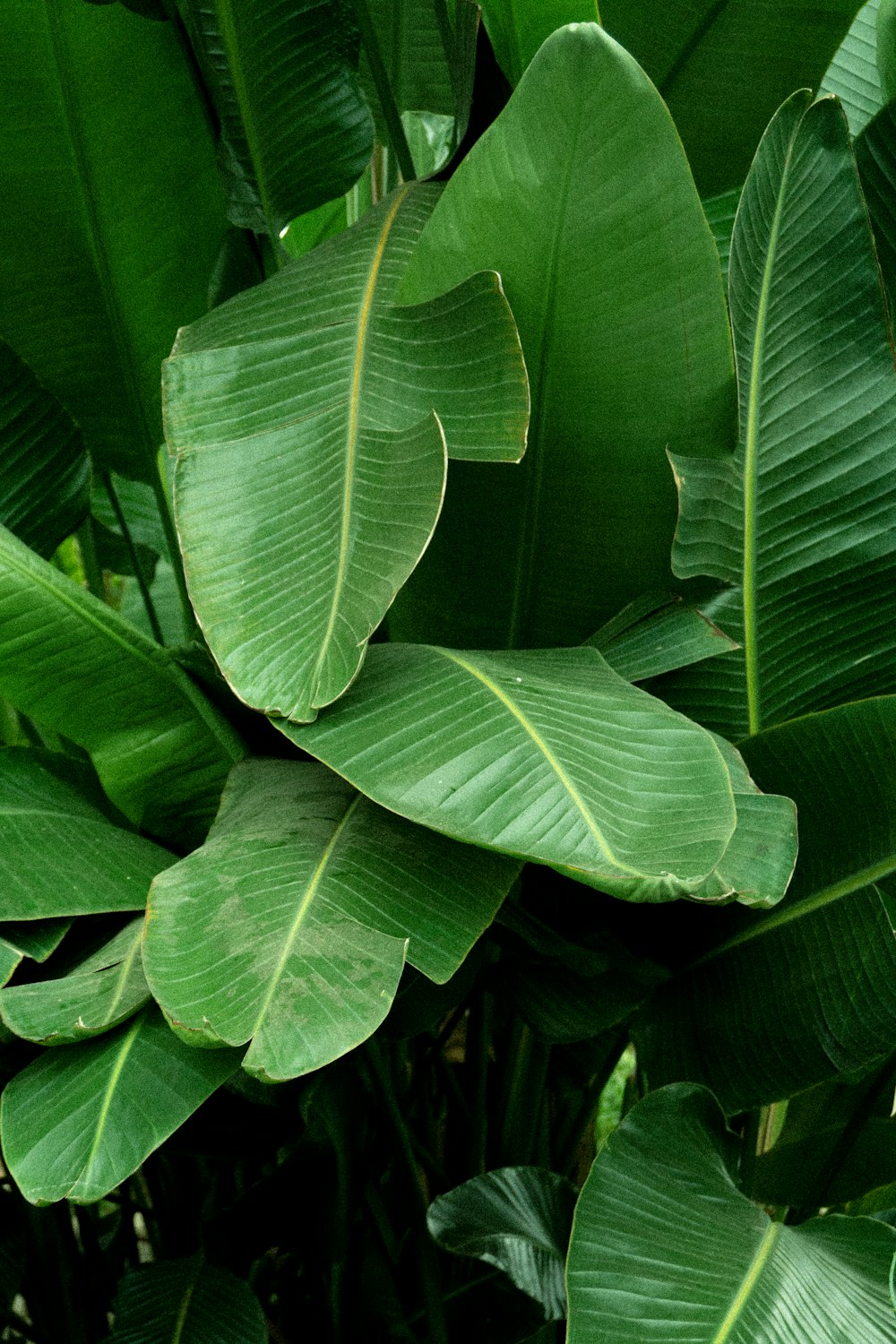 녹색 잎이 많은 식물
