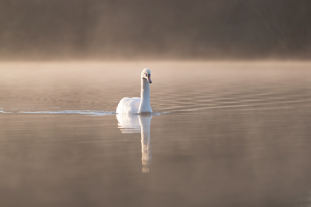 selective focus photography of swan