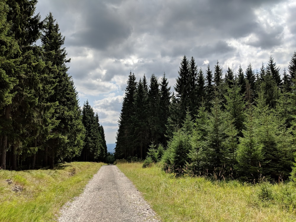 pathway between green pine trees
