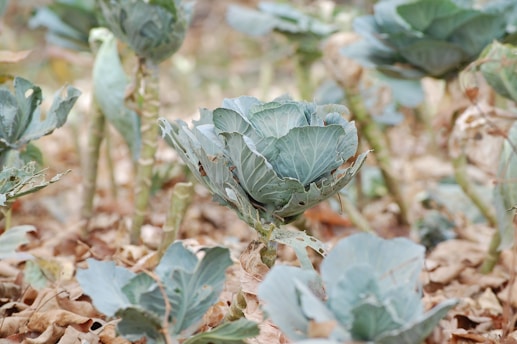 Multiple cabbage plants grow in a field, surrounded by dry, brown leaves. The cabbages have large, pale green leaves, some of which show signs of insect damage. The background is blurred, focusing the attention on the cabbages.