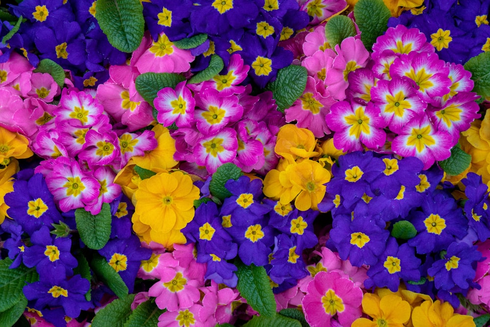 pink and purple petaled flowers