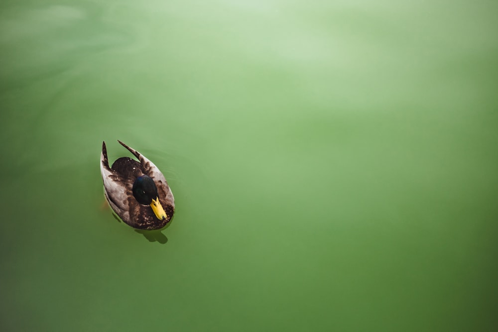 Pato real en el agua