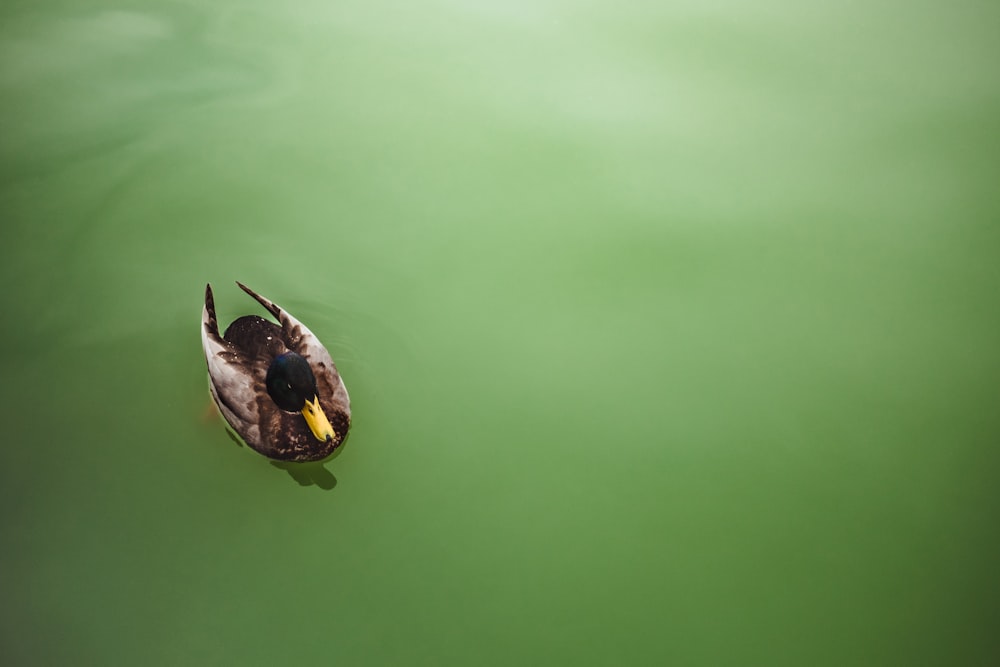 canard colvert sur l’eau