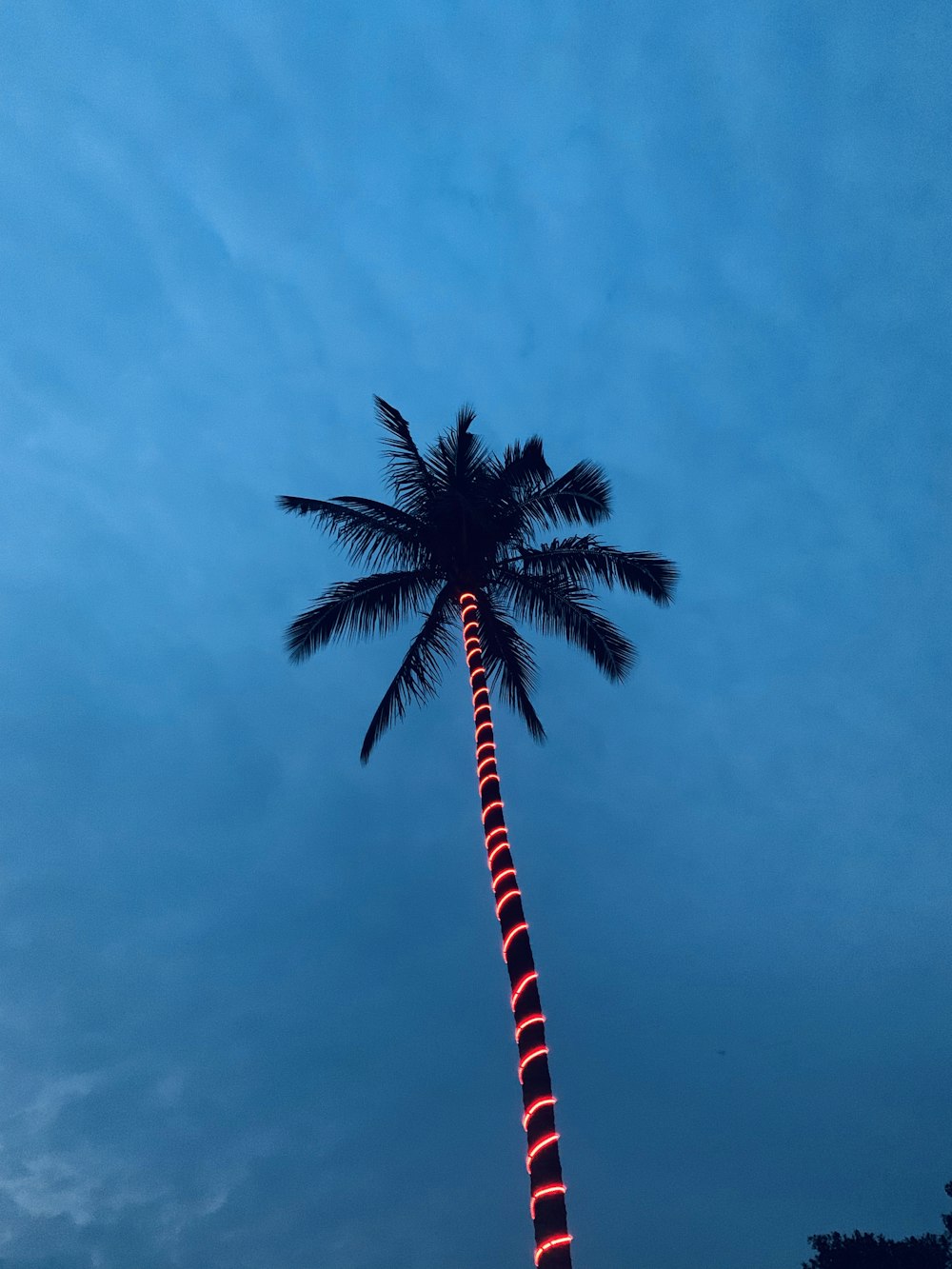 fotografia dal basso dell'albero di cocco