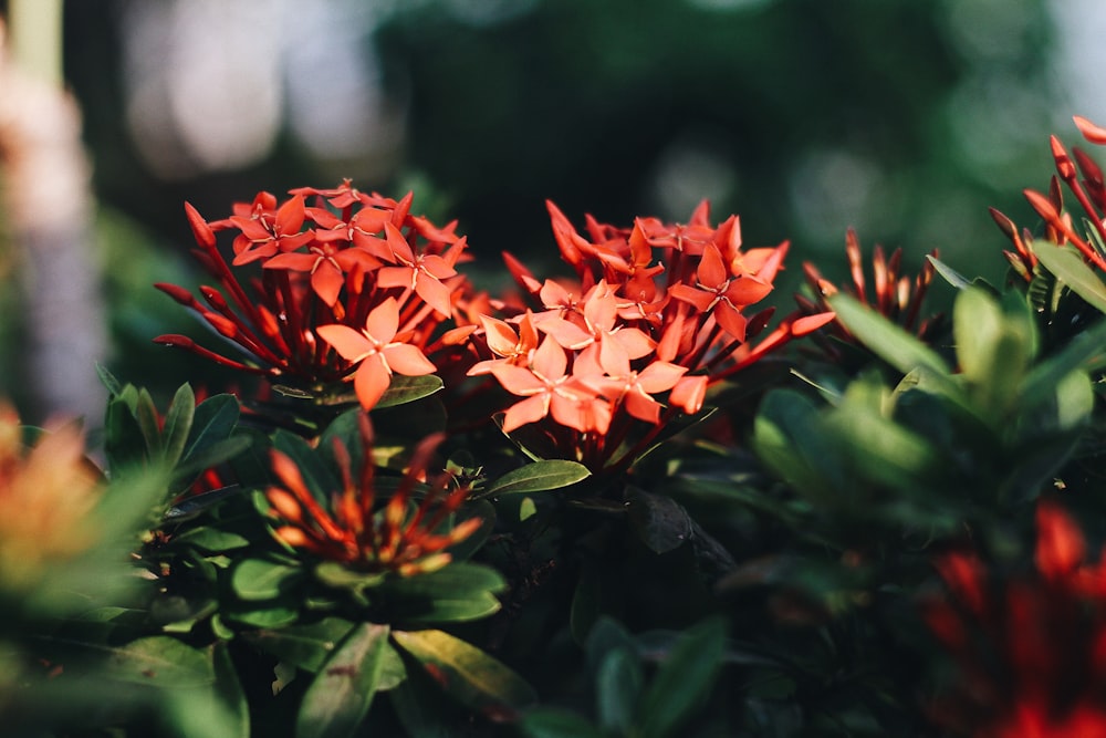 red Ixora flower