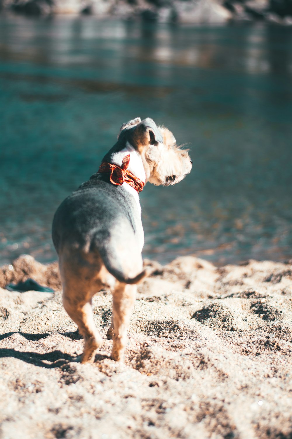 dog standing on sand near body of water