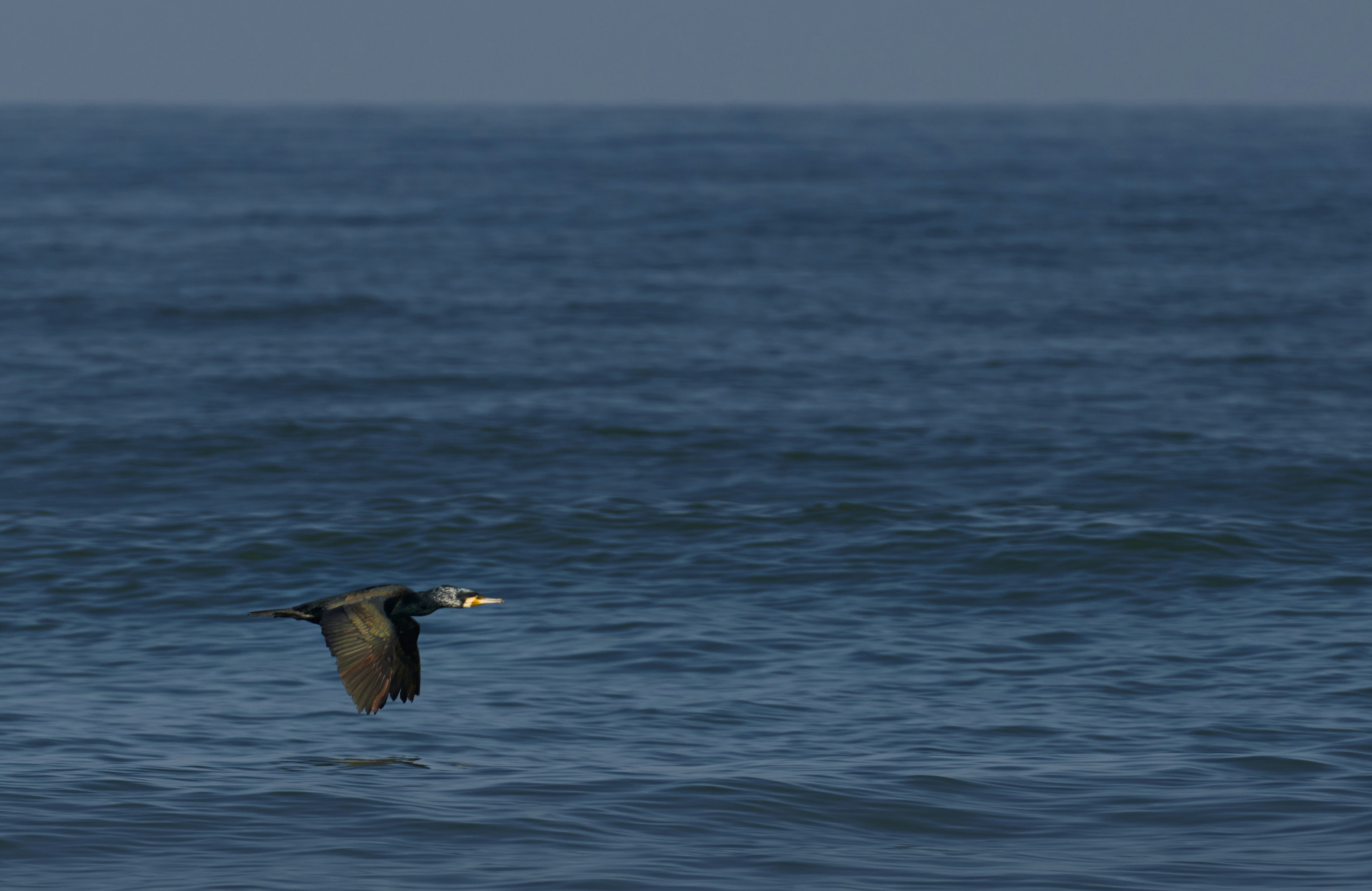 Photo by afs_snapshots