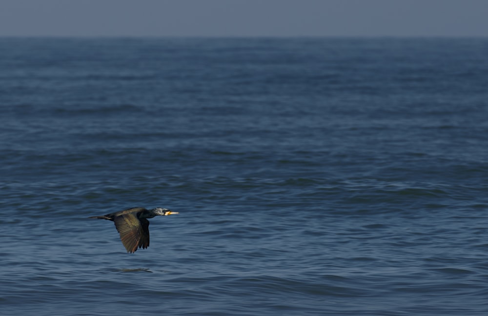 black bird in flight over ocean