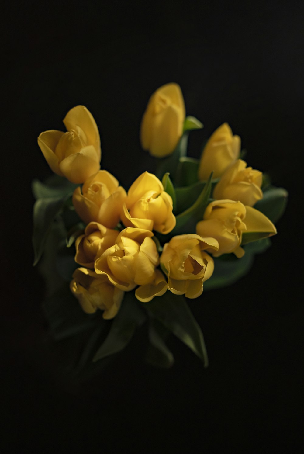 yellow tulip flower