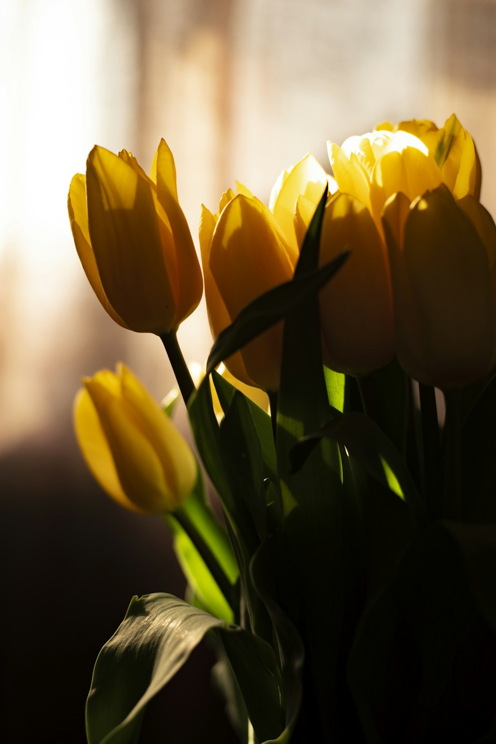 blooming yellow tulip flowers