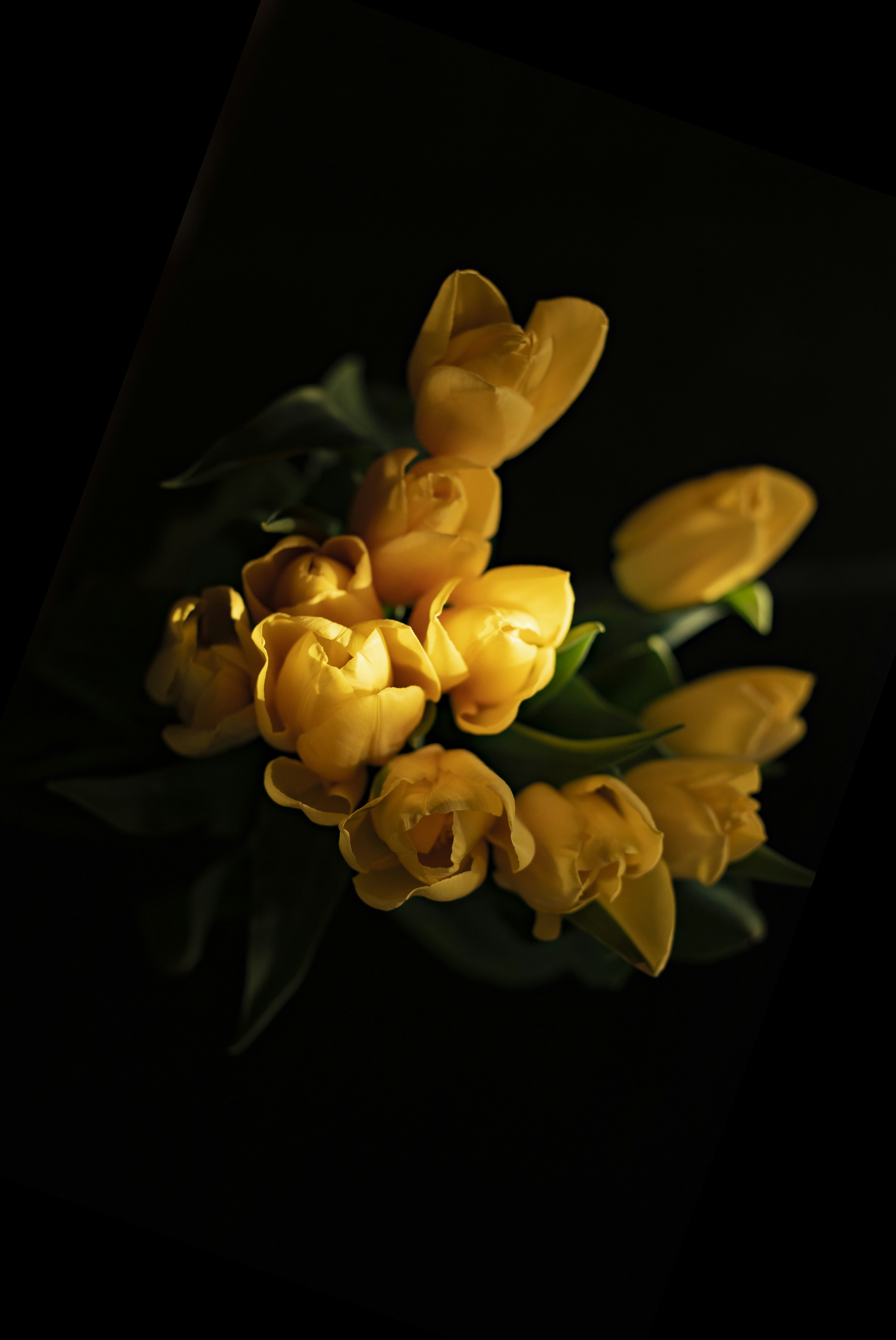 Download 750 Yellow Tulip Pictures Download Free Images On Unsplash