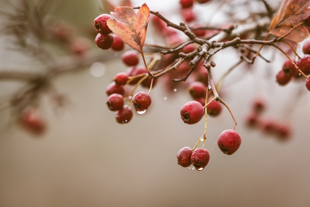 small round red fruits