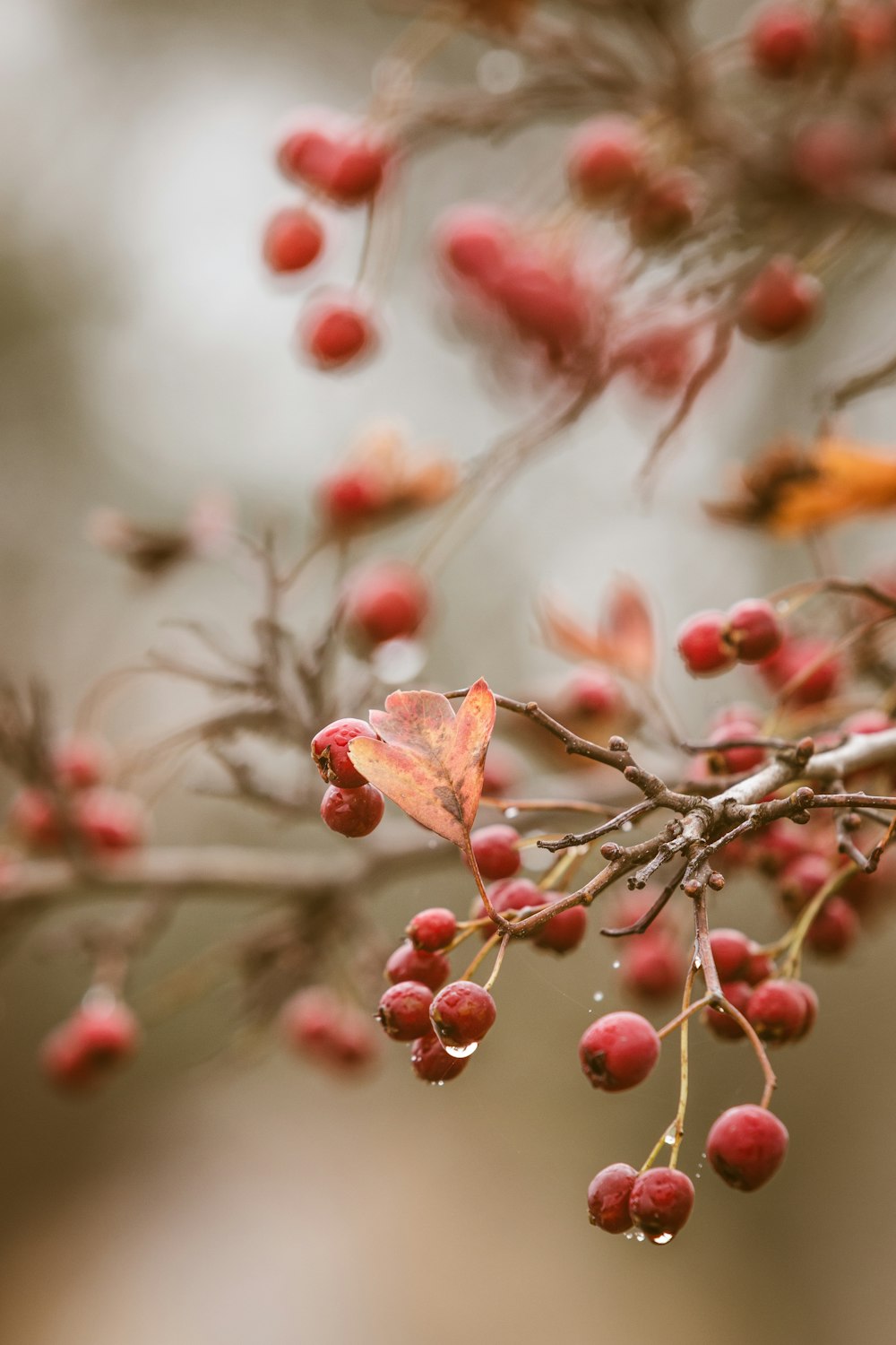 red berry fruits with water drops