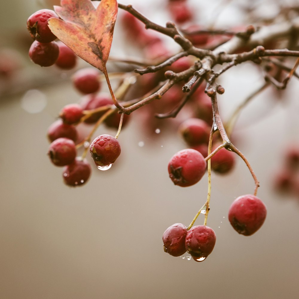 selective focus photography of red berries