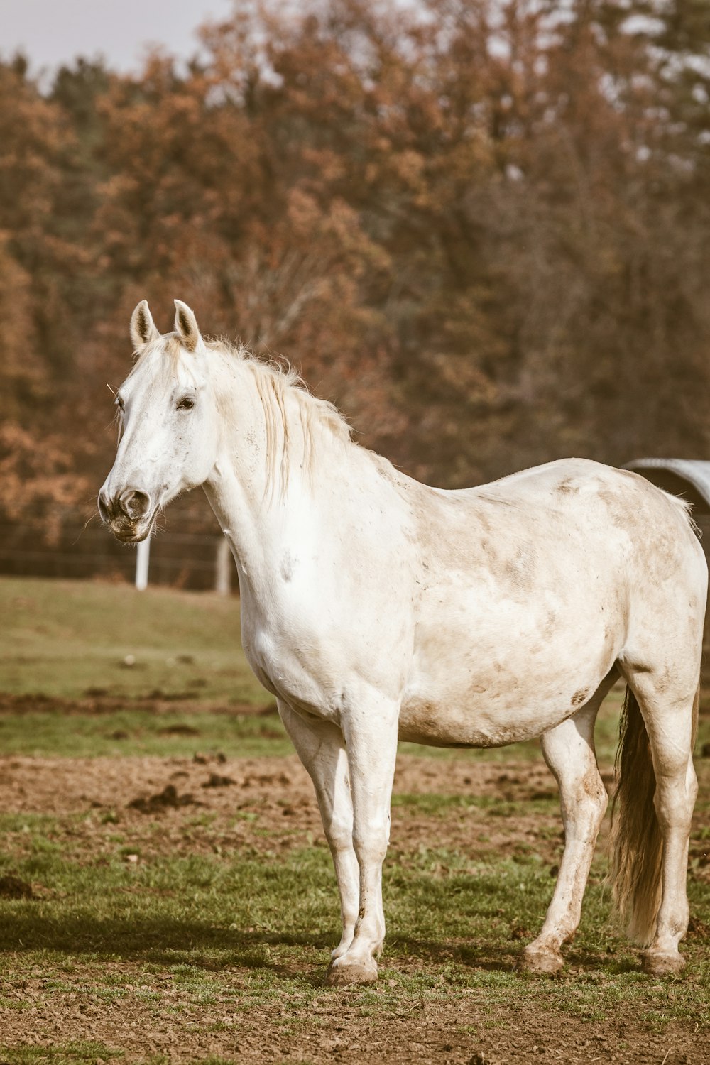 white horse during daytime