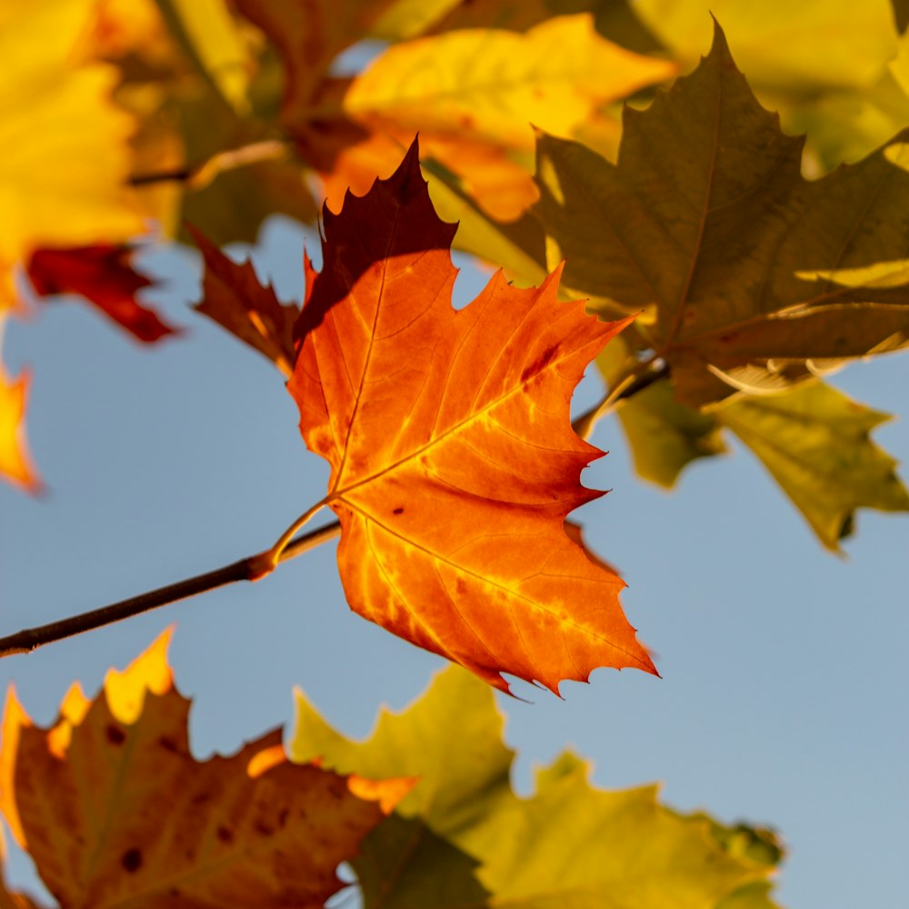 selective focus photography of brown maple leaves