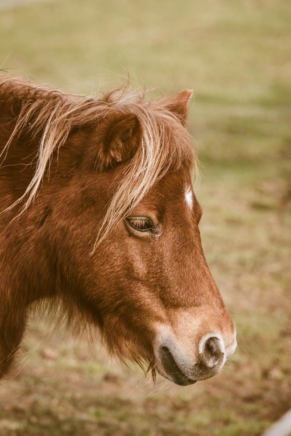 brown horse standing on grass field