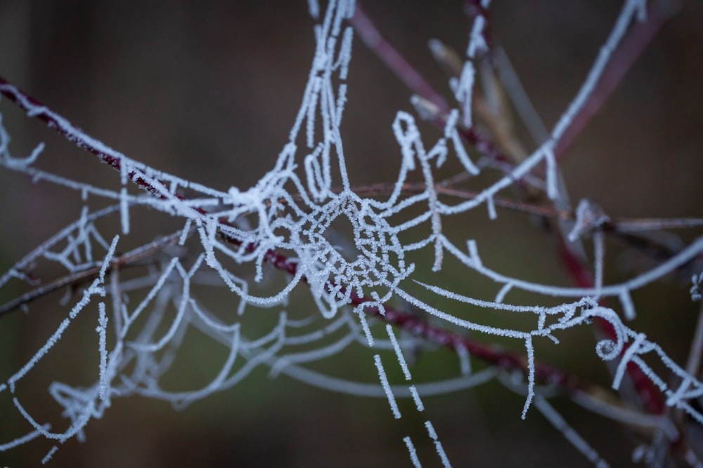 spider web in close-up photo