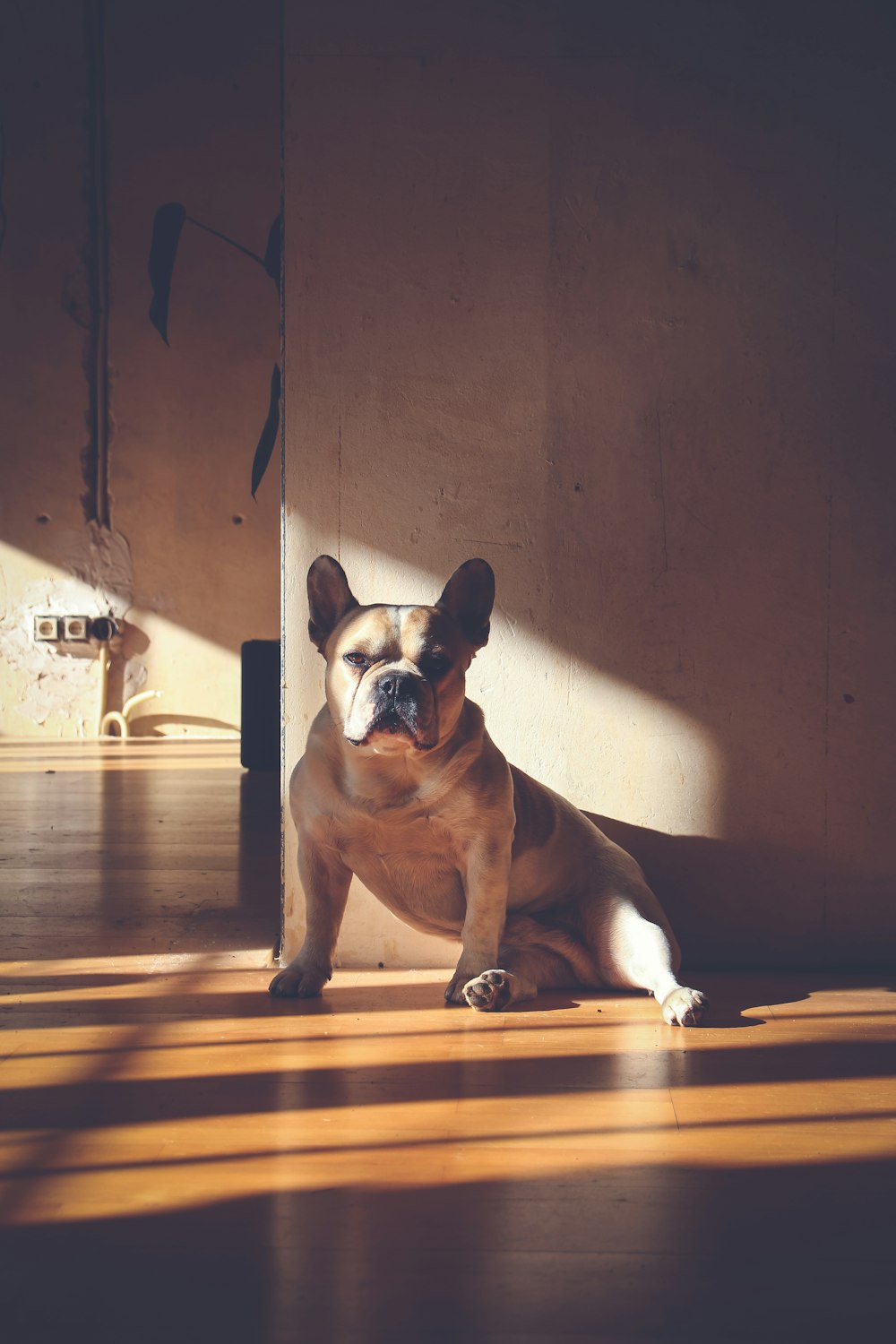 brown French bulldog near white wall