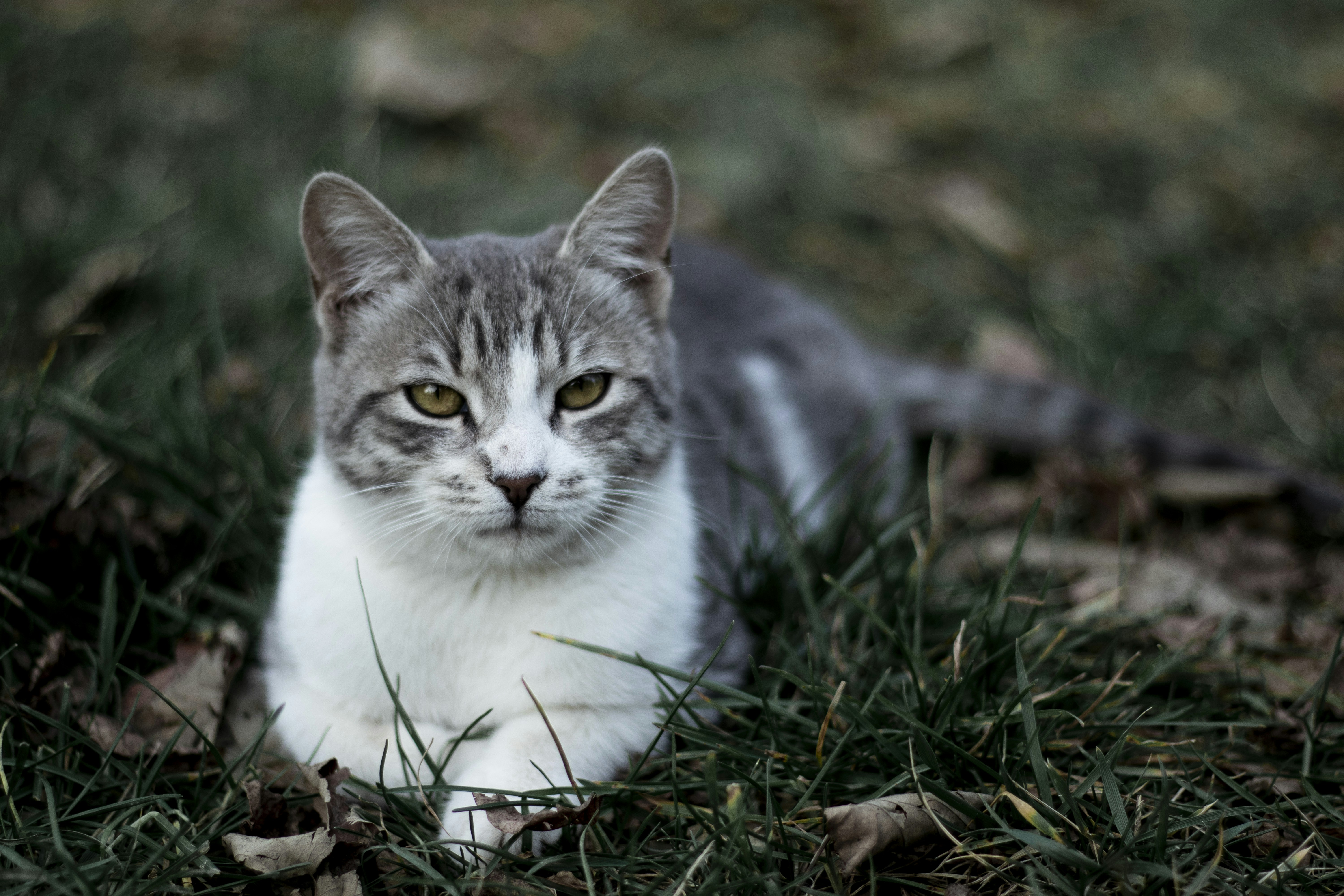 Photo by bahadiryalin