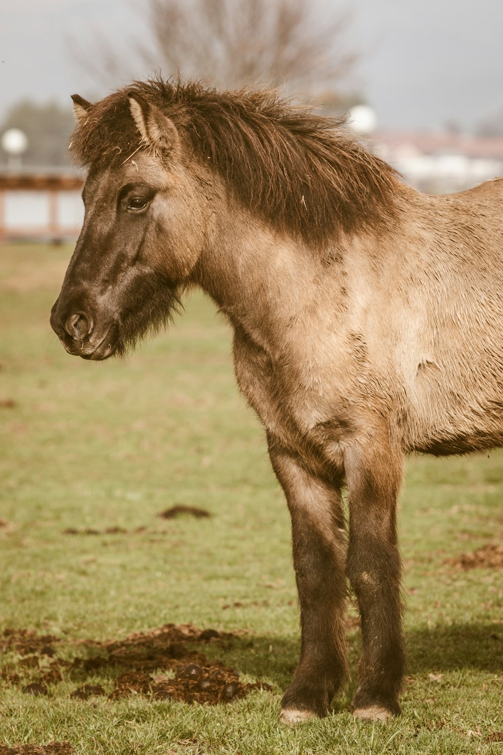brown horse on grass field on selective focus photography