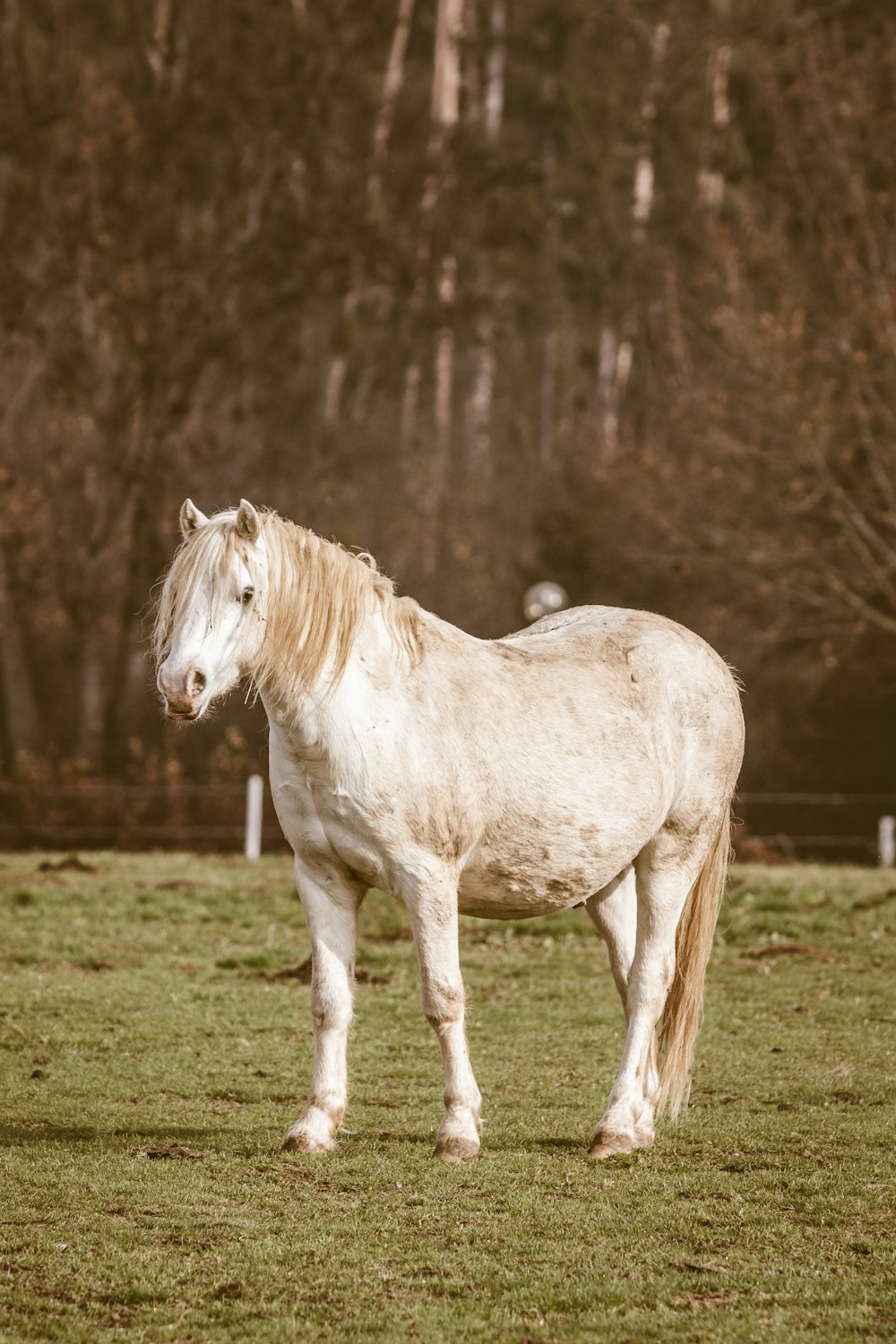 white horse standing on grass